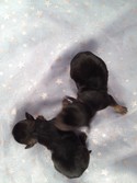 Female Snorkie puppies for sale Iowa 2012 October